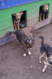 Moldova Dog shelter